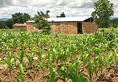 A crop is planted around the church