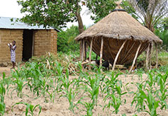  Grain Storage Bin Made From Woven Reeds