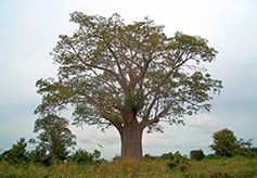 Giant Baobab Tree