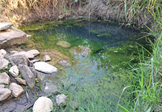 Stagnant Water at Tchandida Spring